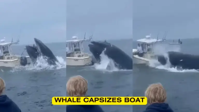 Whale Capsizes Boat