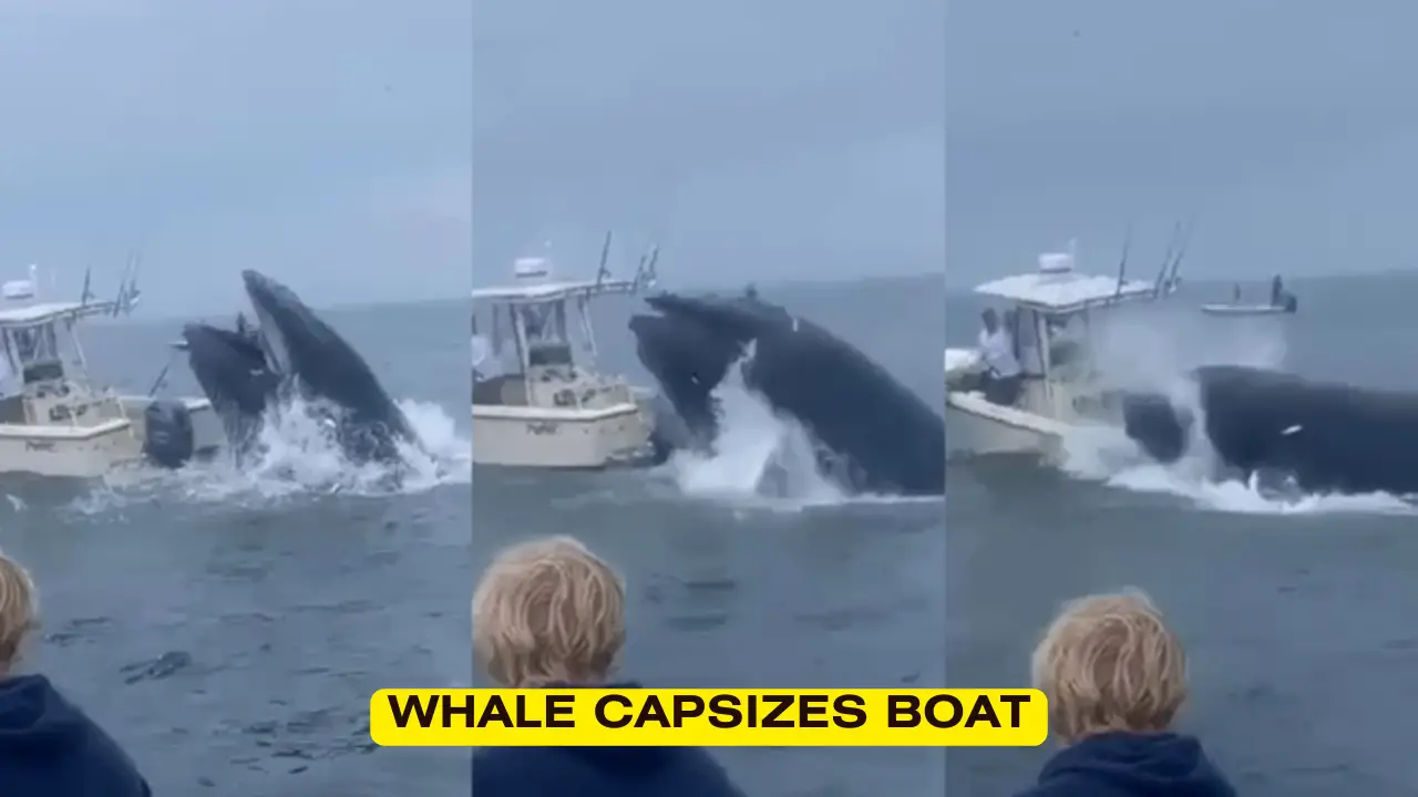 Whale Capsizes Boat