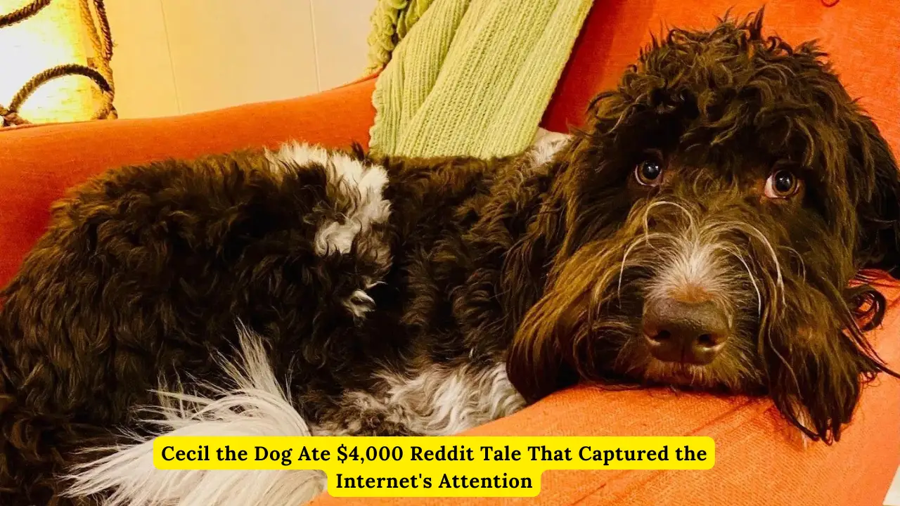 Cecil The Dog Ate $4,000 Reddit Tale That Captured The Internet's Attention