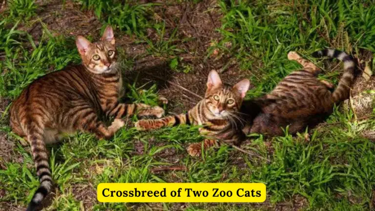 Crossbreed Of Two Zoo Cats