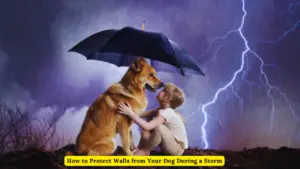 How to Protect Walls from Your Dog During a Storm