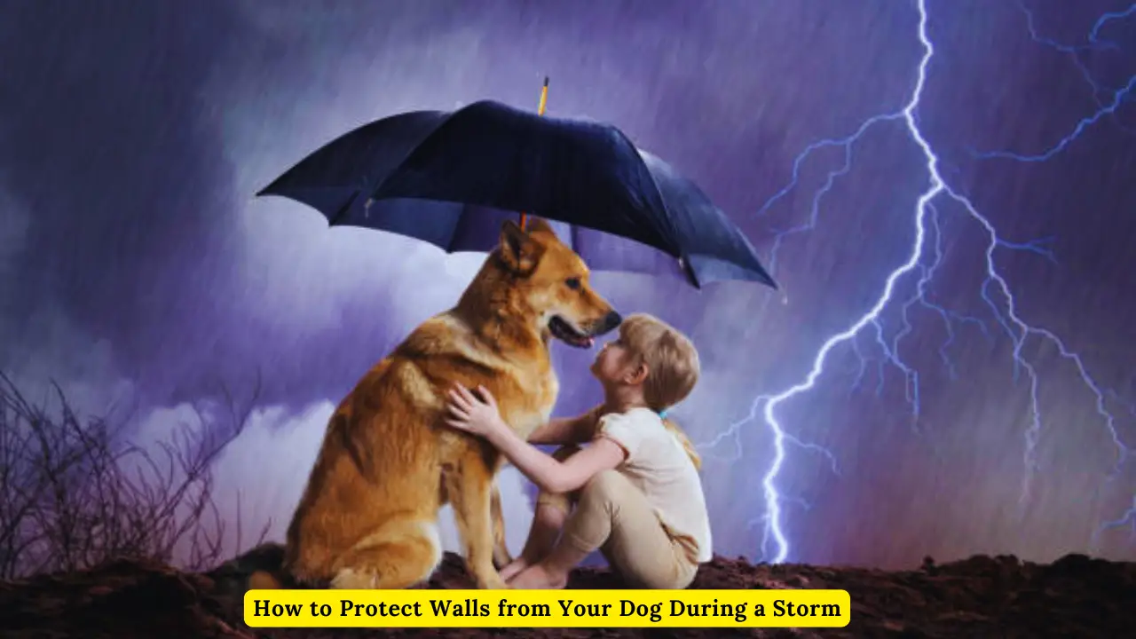 How to Protect Walls from Your Dog During a Storm