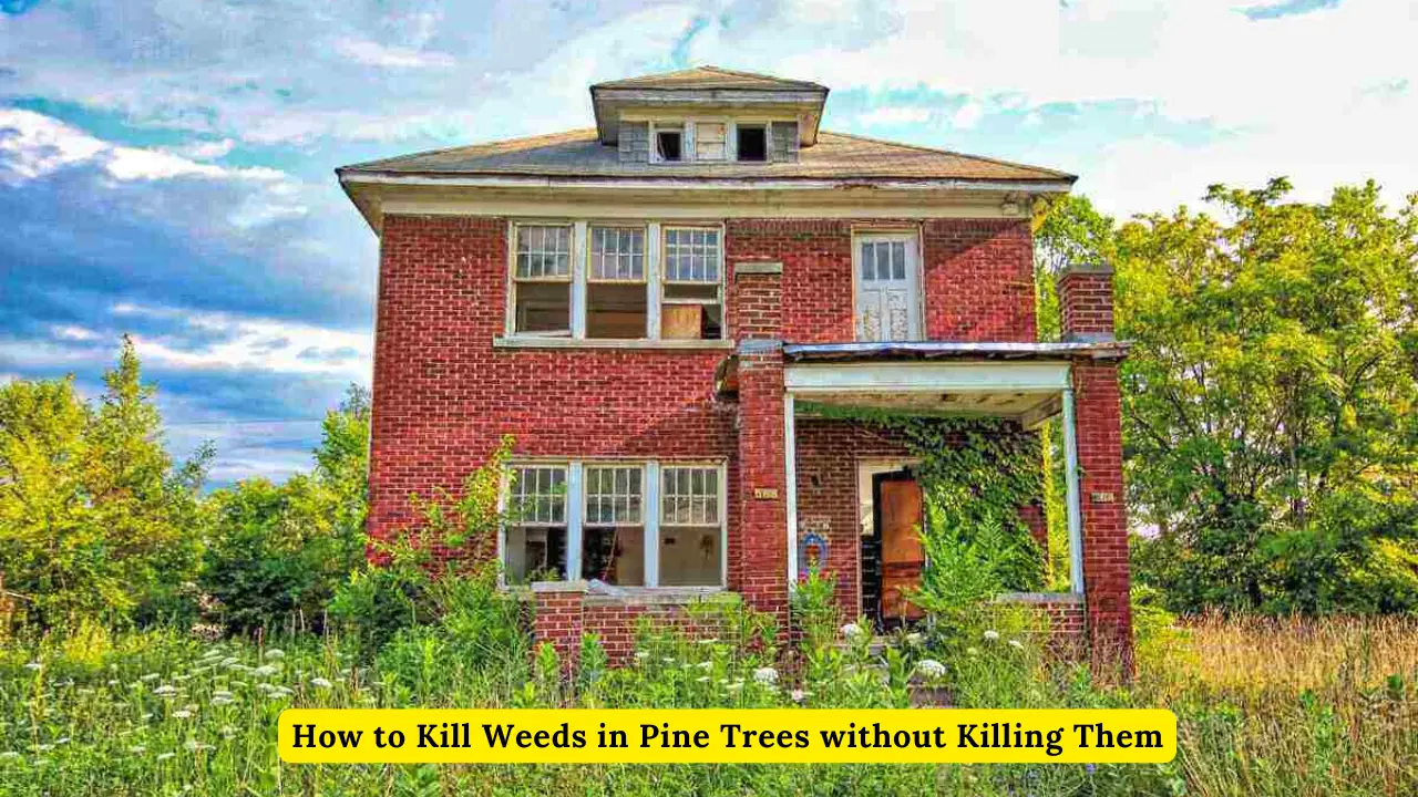 How to Kill Weeds in Pine Trees without Killing Them