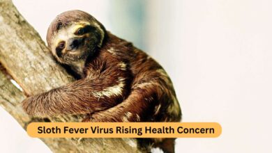 Sloth Fever Virus Rising Health Concern