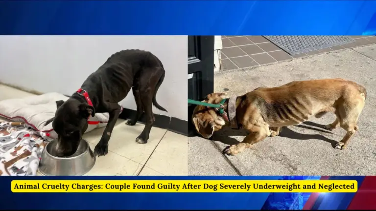 Animal Cruelty Charges: Couple Found Guilty After Dog Severely Underweight and Neglected