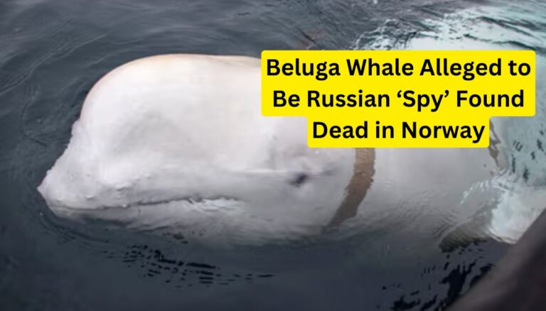 Beluga Whale Alleged to Be Russian ‘Spy’ Found Dead in Norway