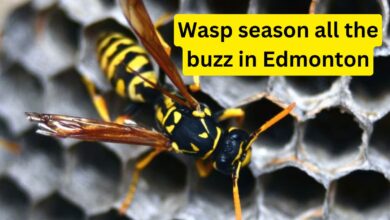 Wasp season all the buzz in Edmonton