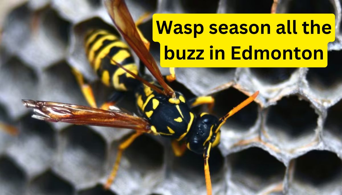 Wasp season all the buzz in Edmonton